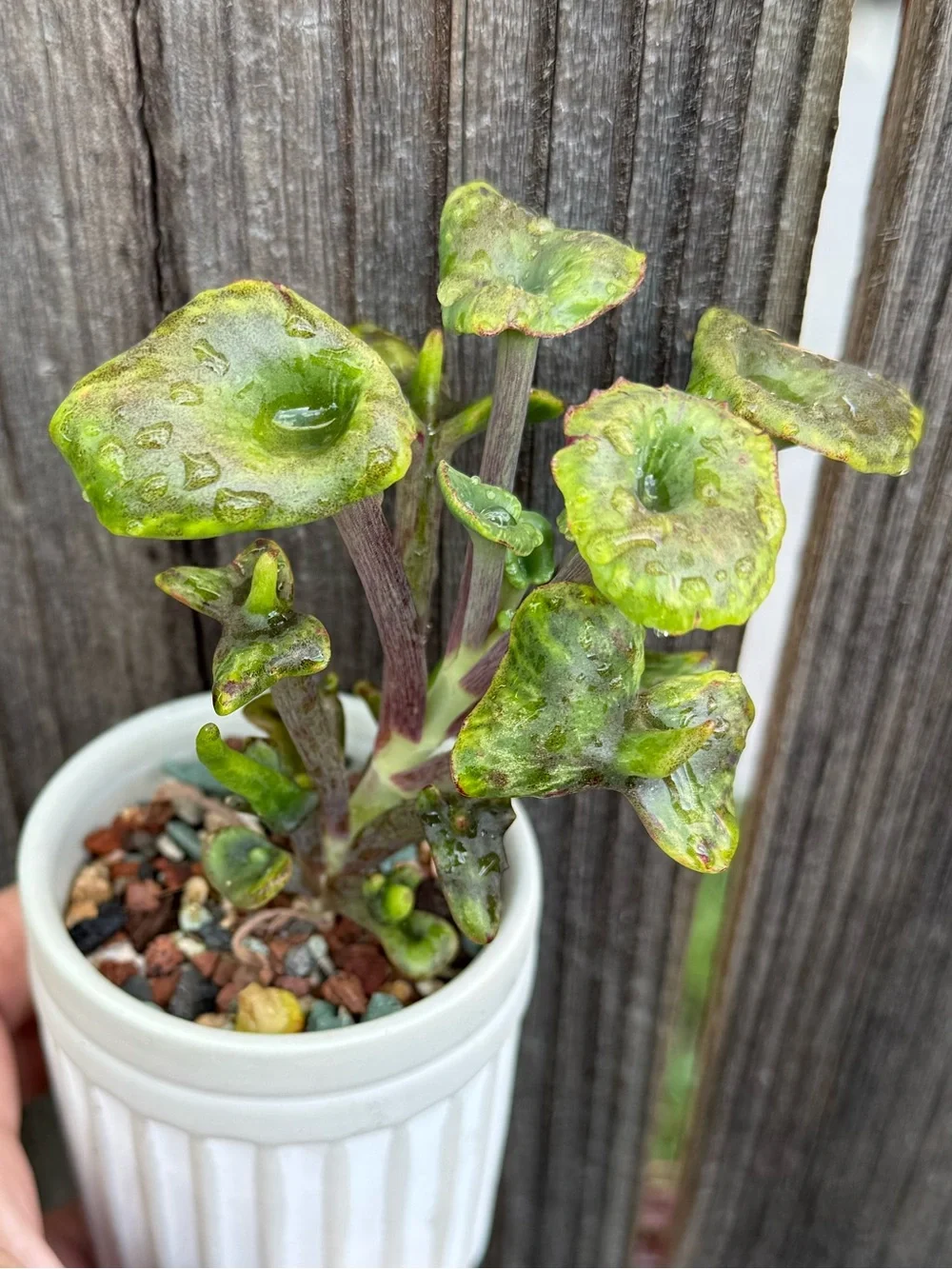 Kalanchoe Angel Trumpet in Mini ribbed pot Rare Succulent Plant